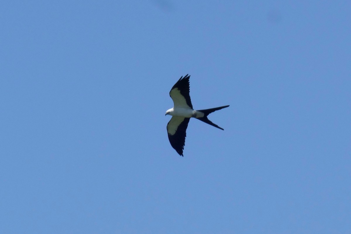 Swallow-tailed Kite - Ron Smith