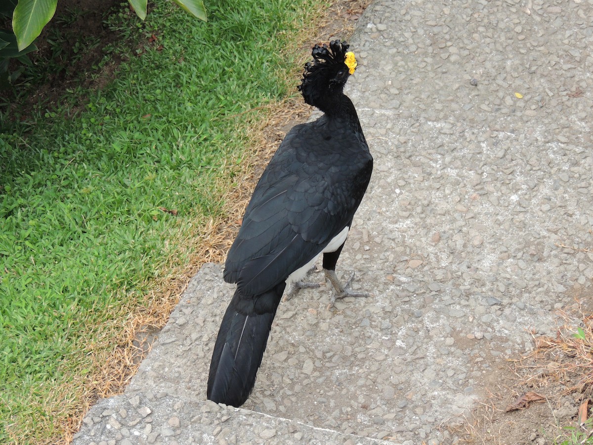 Great Curassow - Roger Lambert