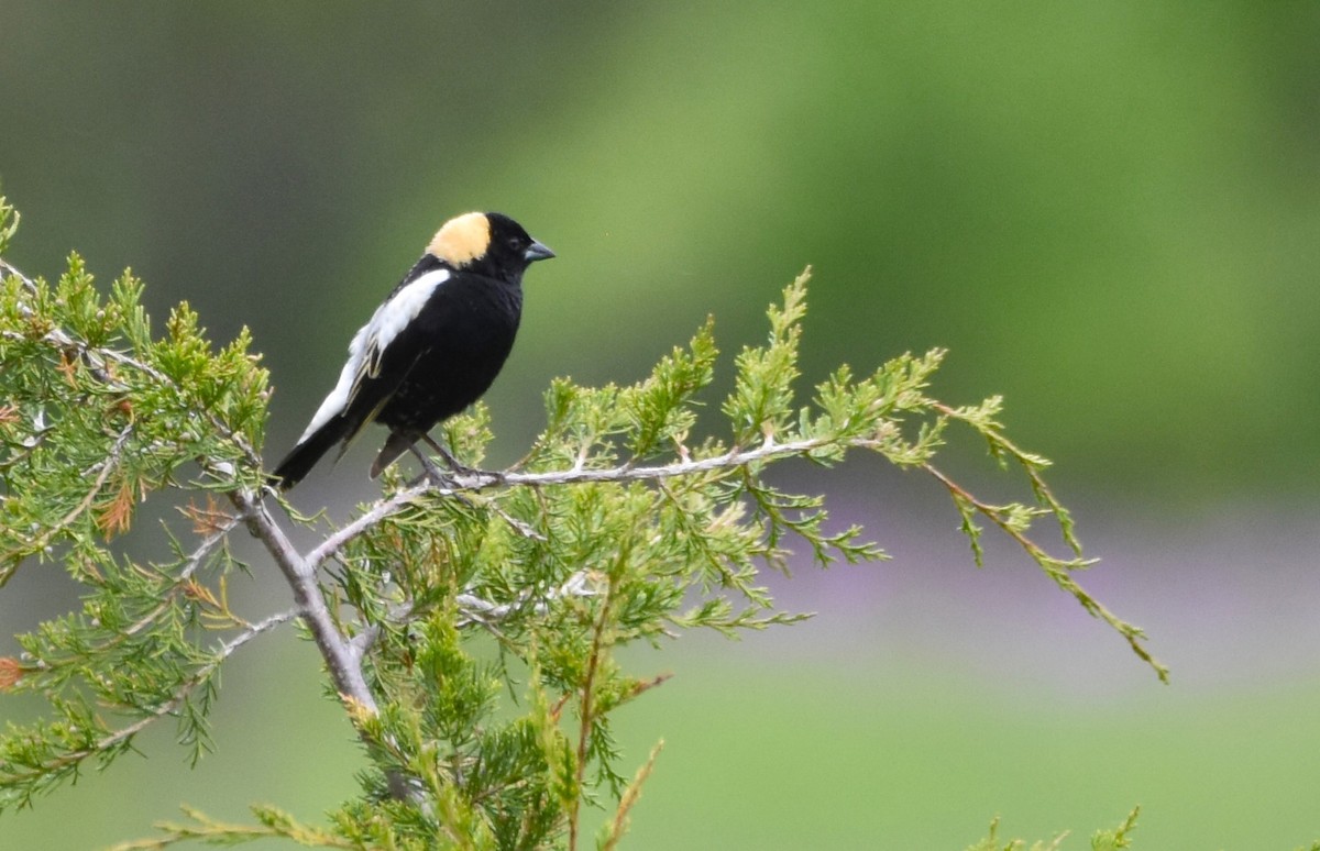 Bobolink - Ted Stewart