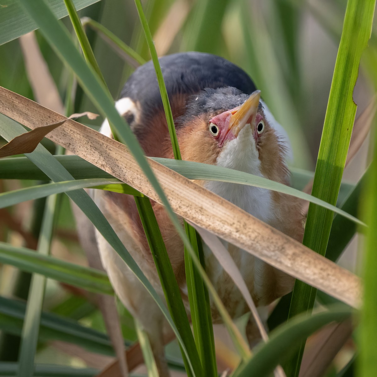 Least Bittern - Mike Stewart