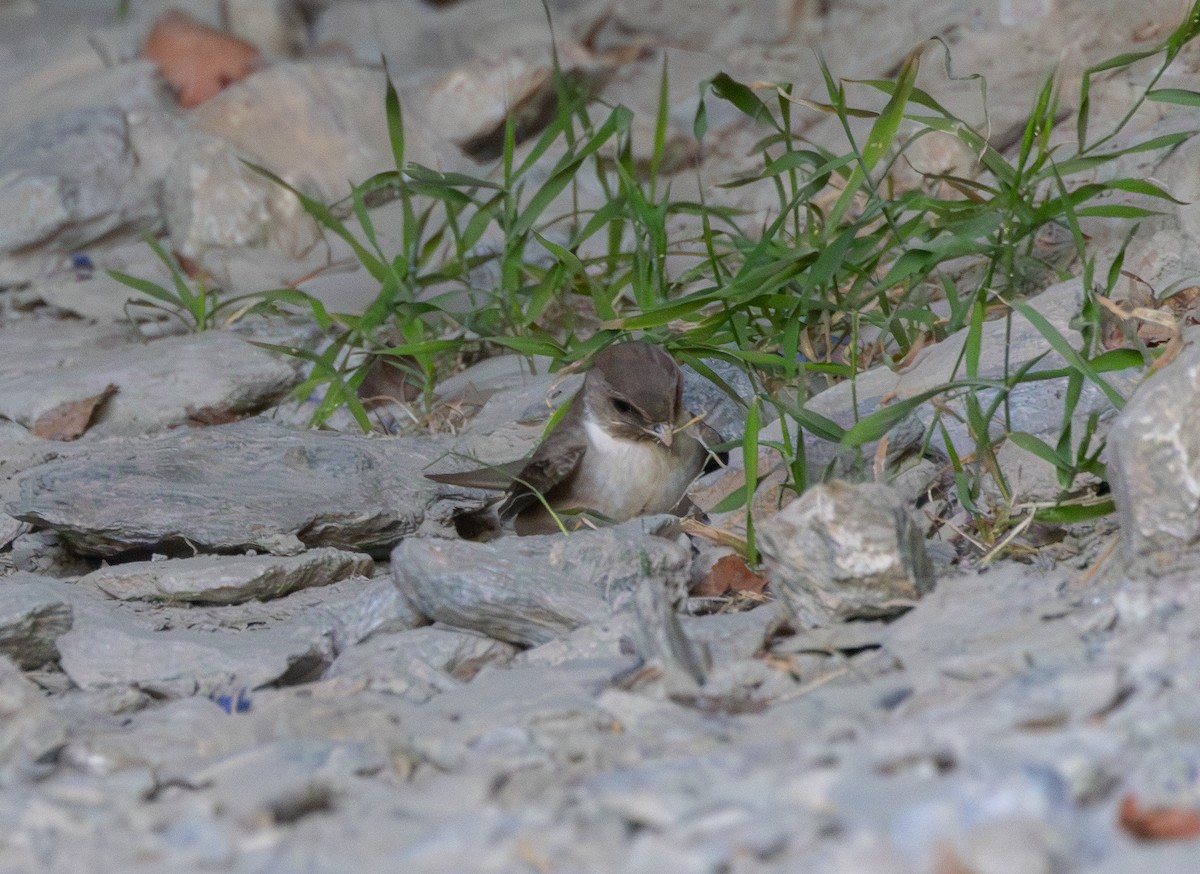 Eurasian Crag-Martin - Kevin  Brix