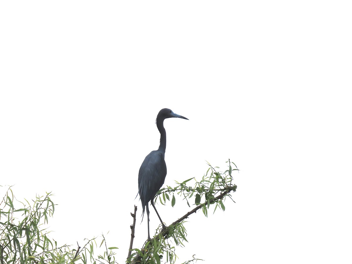 Little Blue Heron - Ruben  Stoll