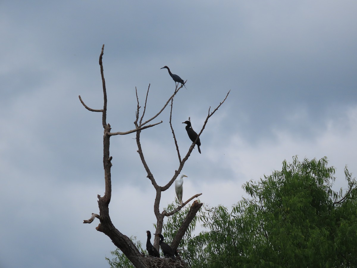 Little Blue Heron - Ruben  Stoll