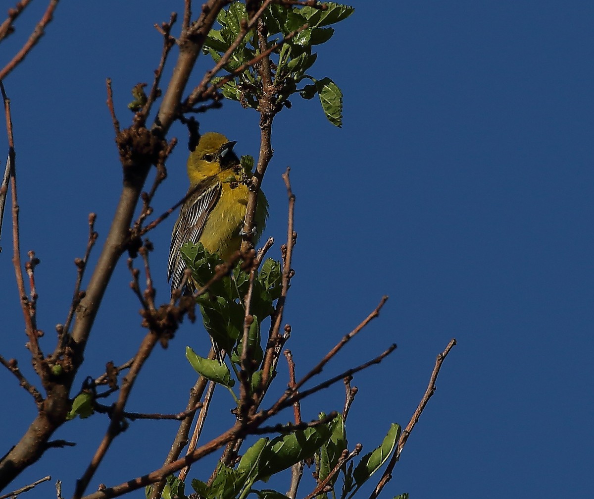 Orchard Oriole - ML619581721