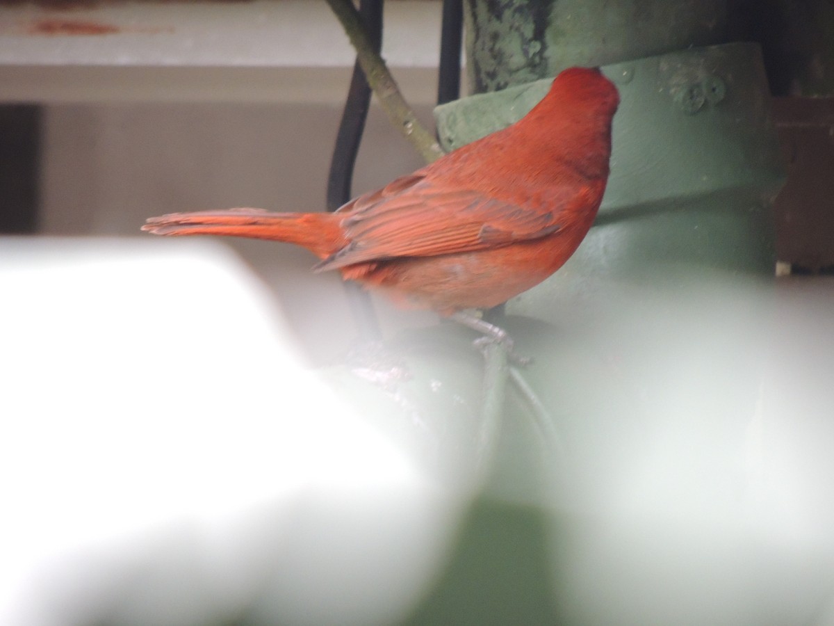 Hepatic Tanager - Roger Lambert