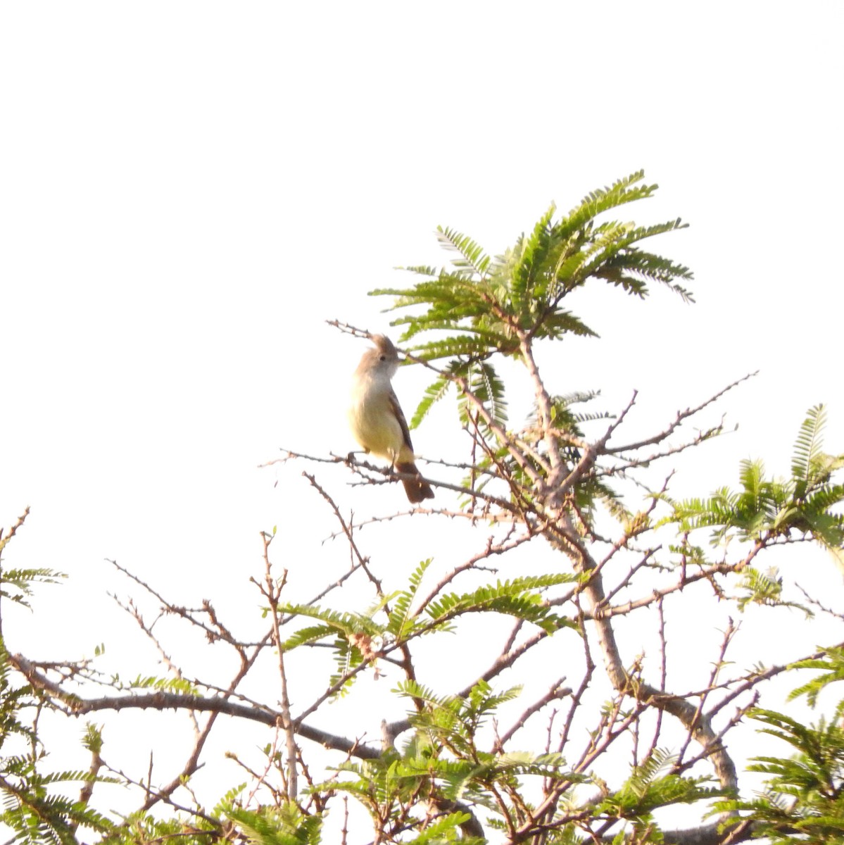 Short-crested Flycatcher - ML619581732