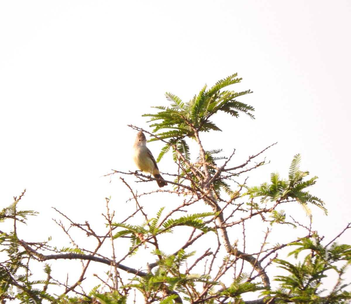 Short-crested Flycatcher - ML619581733