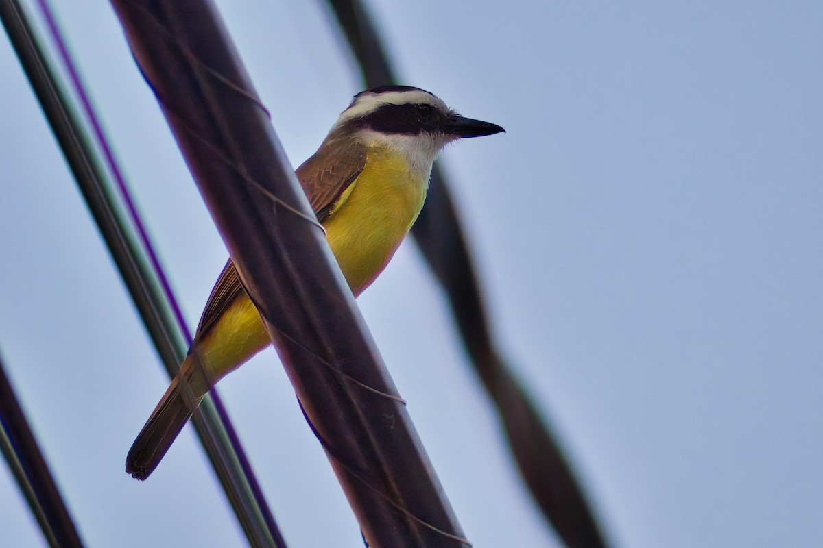 Boat-billed Flycatcher - Dirk Engelen