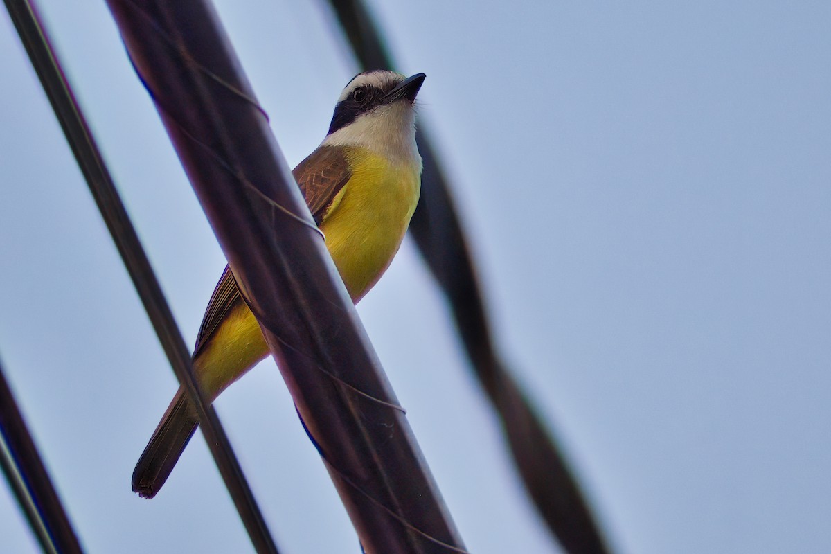 Boat-billed Flycatcher - Dirk Engelen