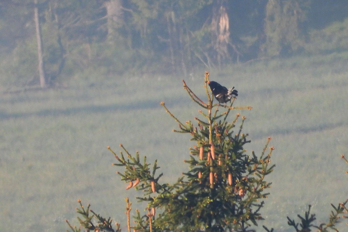 Black Grouse - Vladislav Železný