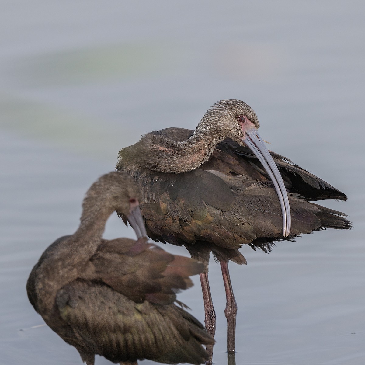 White-faced Ibis - Mike Stewart