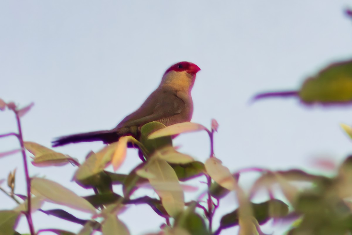 Common Waxbill - Dirk Engelen