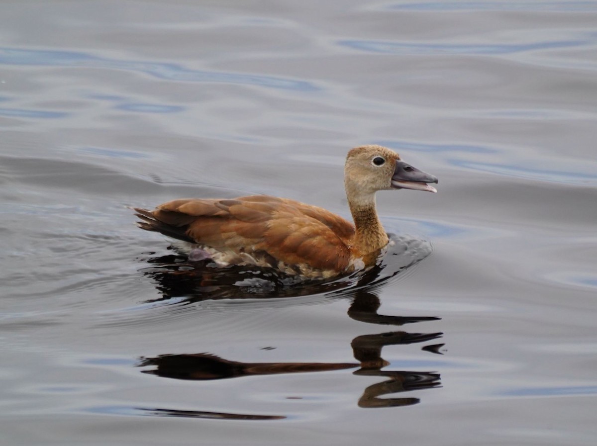 Black-bellied Whistling-Duck - Clare Sammells