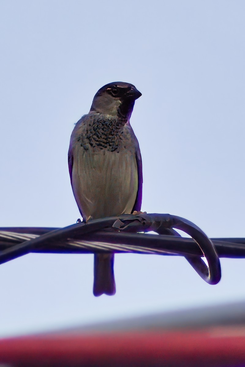 House Sparrow - Dirk Engelen