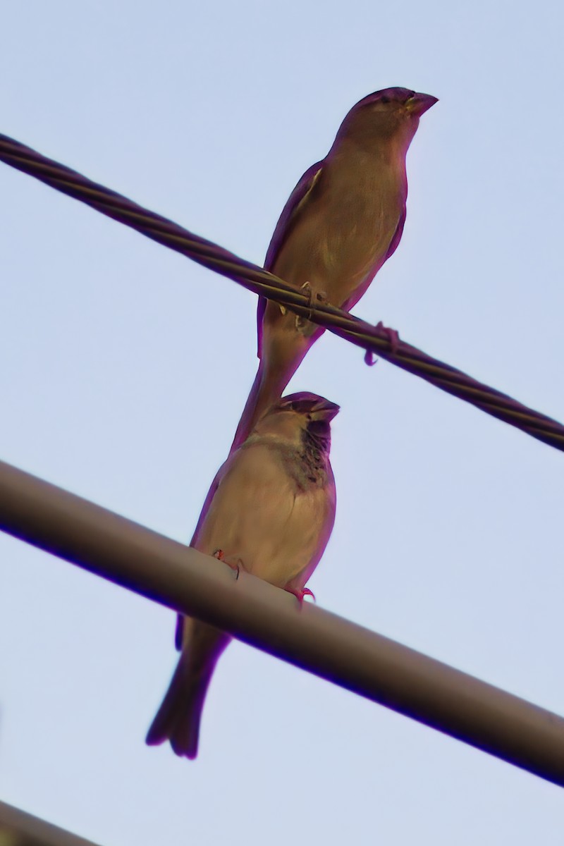 House Sparrow - Dirk Engelen