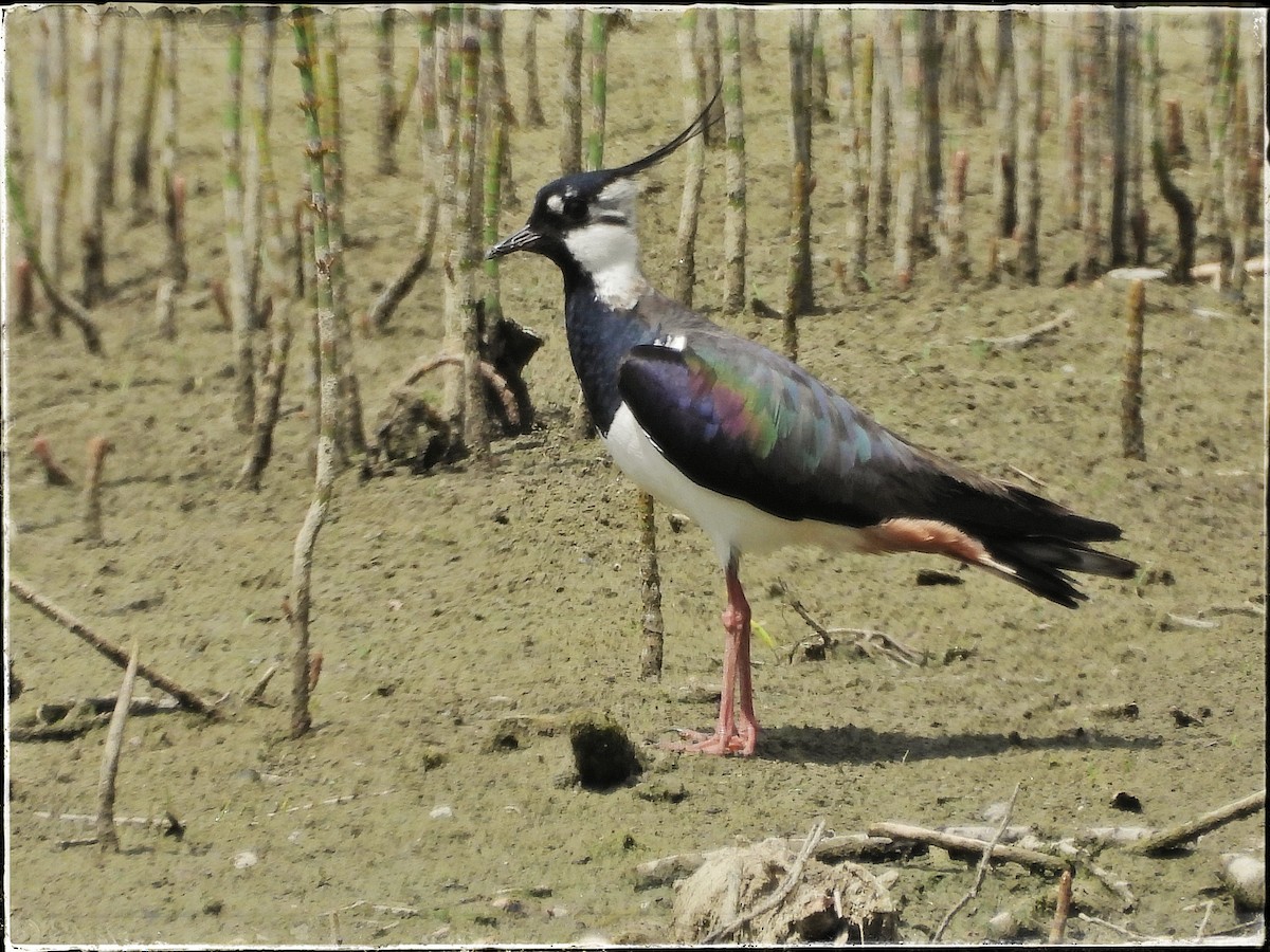 Northern Lapwing - Zbigniew Szwab