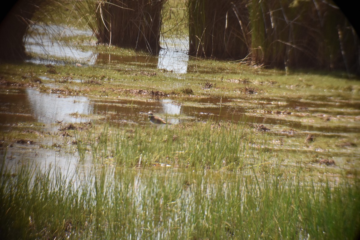 Killdeer - Matthew Campbell