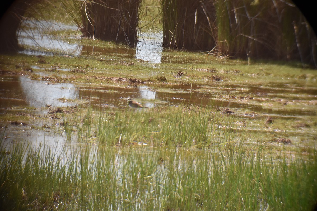 Killdeer - Matthew Campbell