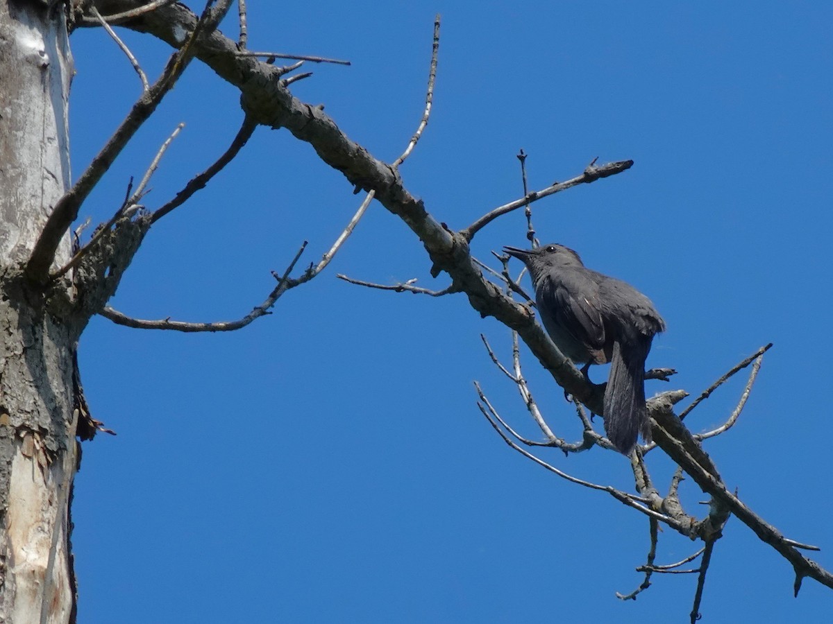 Gray Catbird - ML619581763