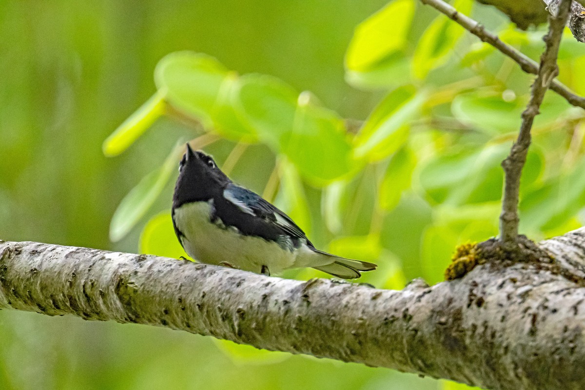 Black-throated Blue Warbler - Yvon Boulanger