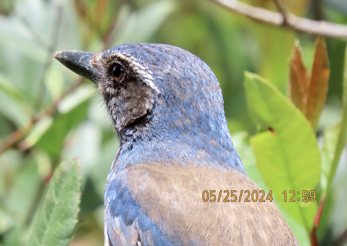 California Scrub-Jay - Bob Zweigler