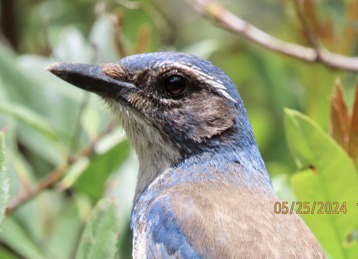 California Scrub-Jay - Bob Zweigler