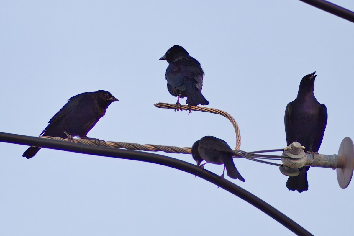 Screaming Cowbird - Dirk Engelen