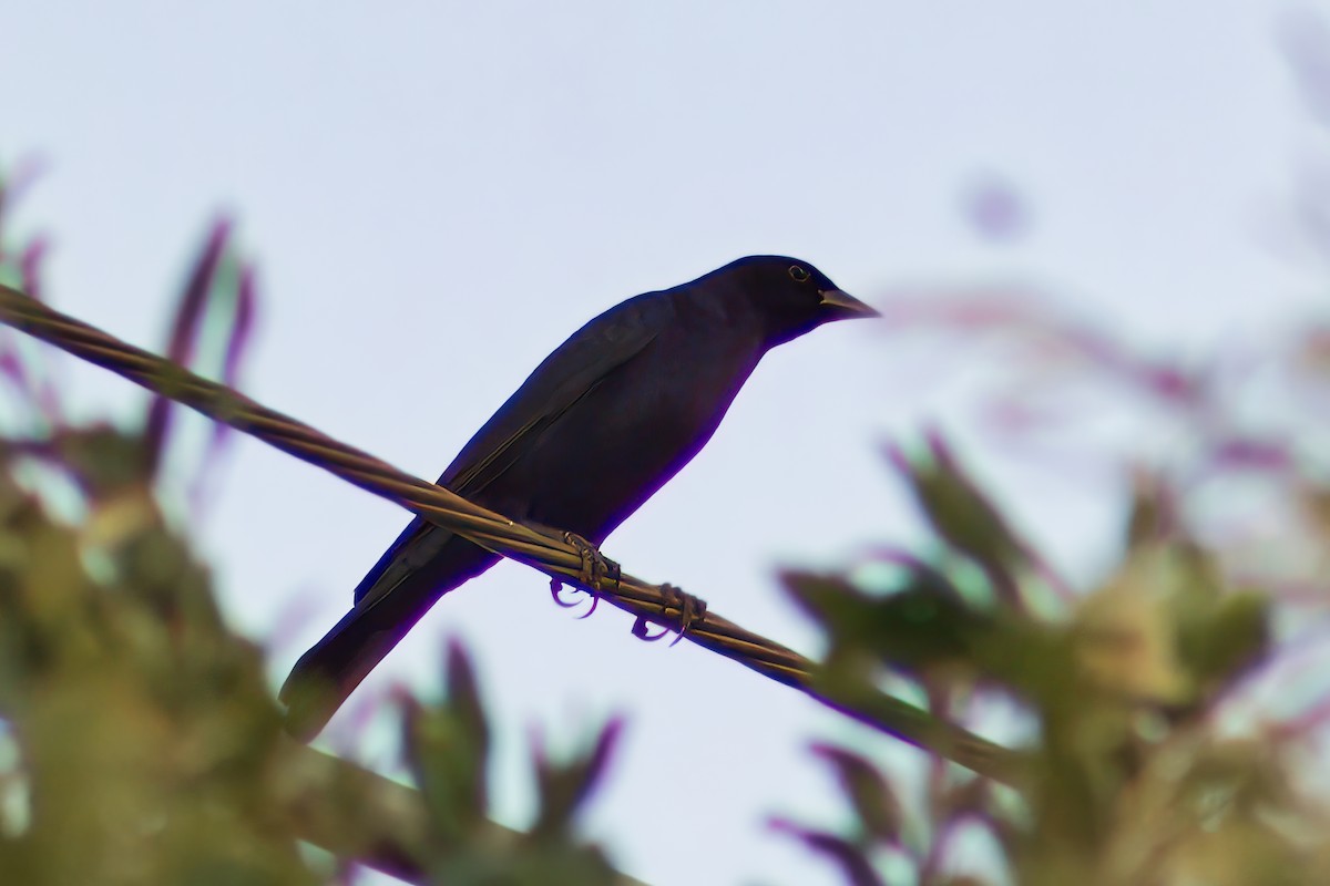 Screaming Cowbird - Dirk Engelen