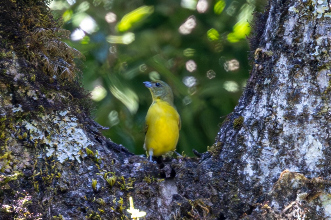 Thick-billed Euphonia - Mason Flint