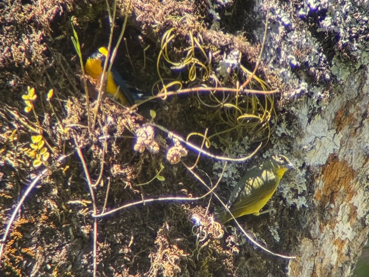 Thick-billed Euphonia - Mason Flint