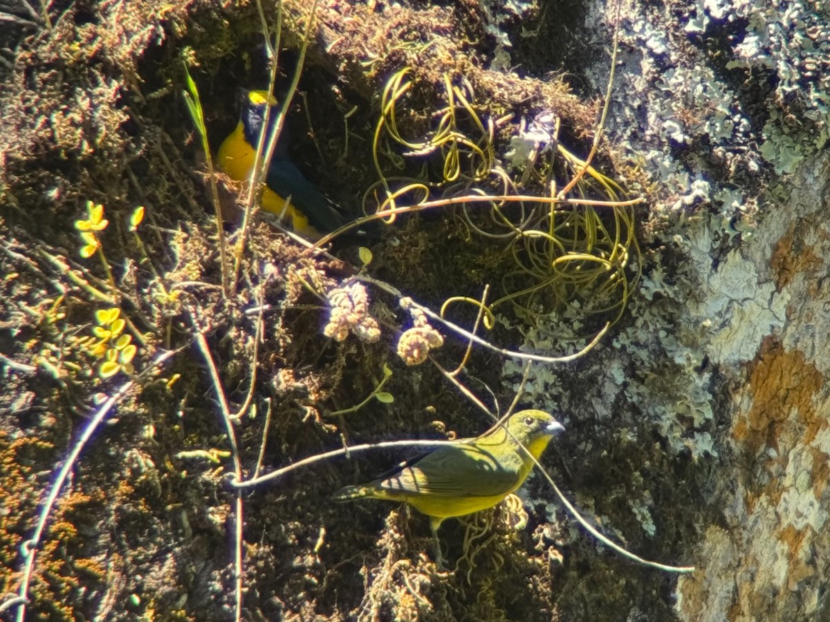 Thick-billed Euphonia - Mason Flint