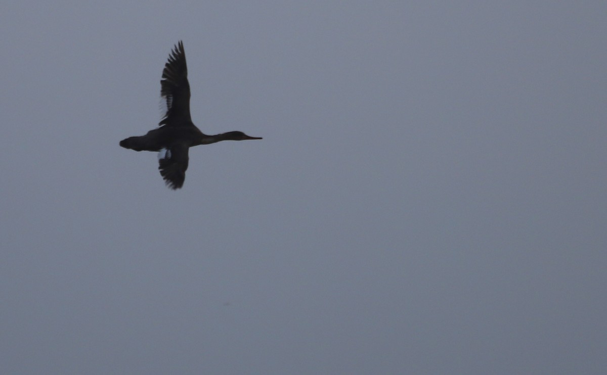 Red-breasted Merganser - Rob Bielawski