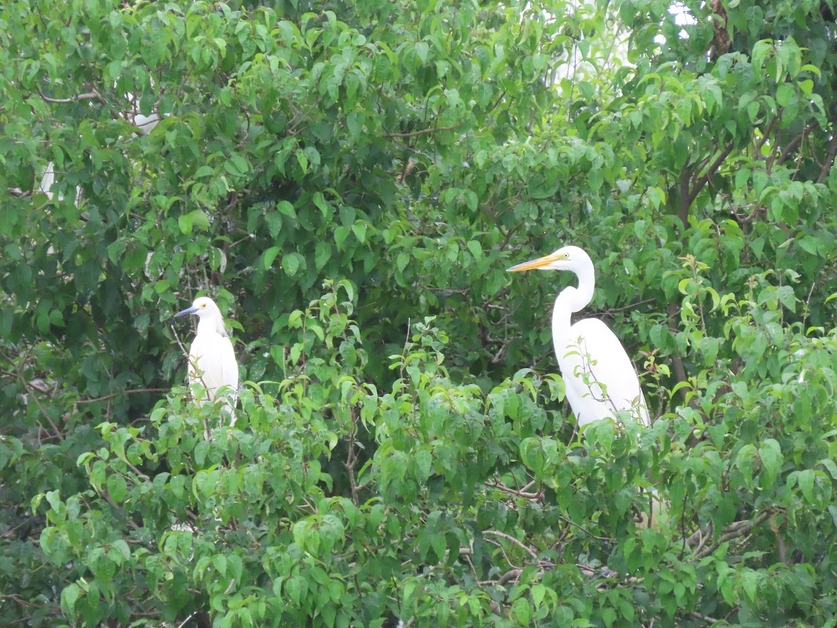 Snowy Egret - ML619581789