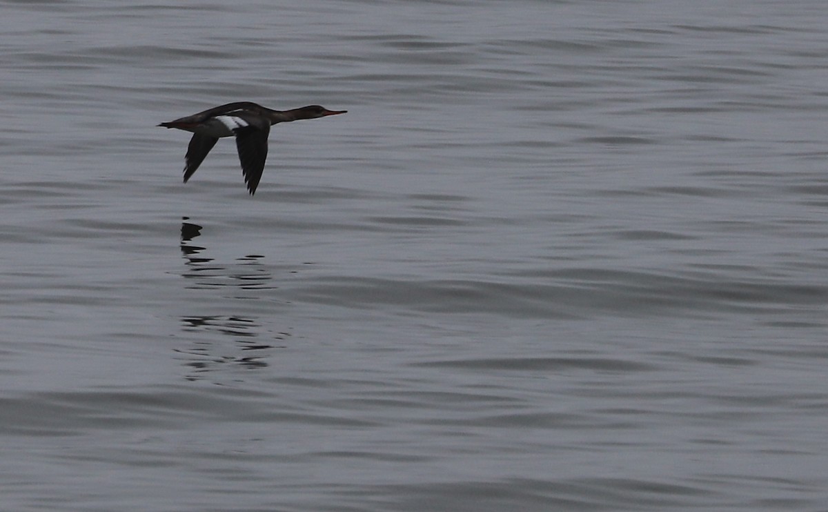 Red-breasted Merganser - ML619581791