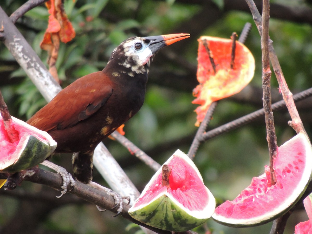 Montezuma Oropendola - Roger Lambert