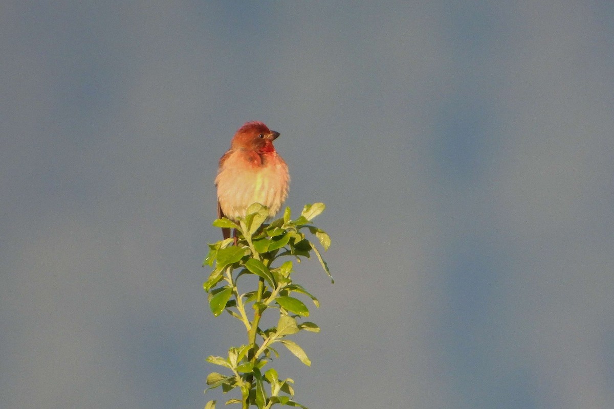 Common Rosefinch - Vladislav Železný