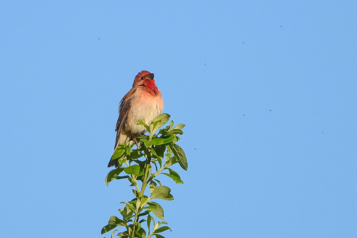 Common Rosefinch - Vladislav Železný