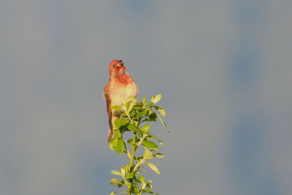 Common Rosefinch - Vladislav Železný