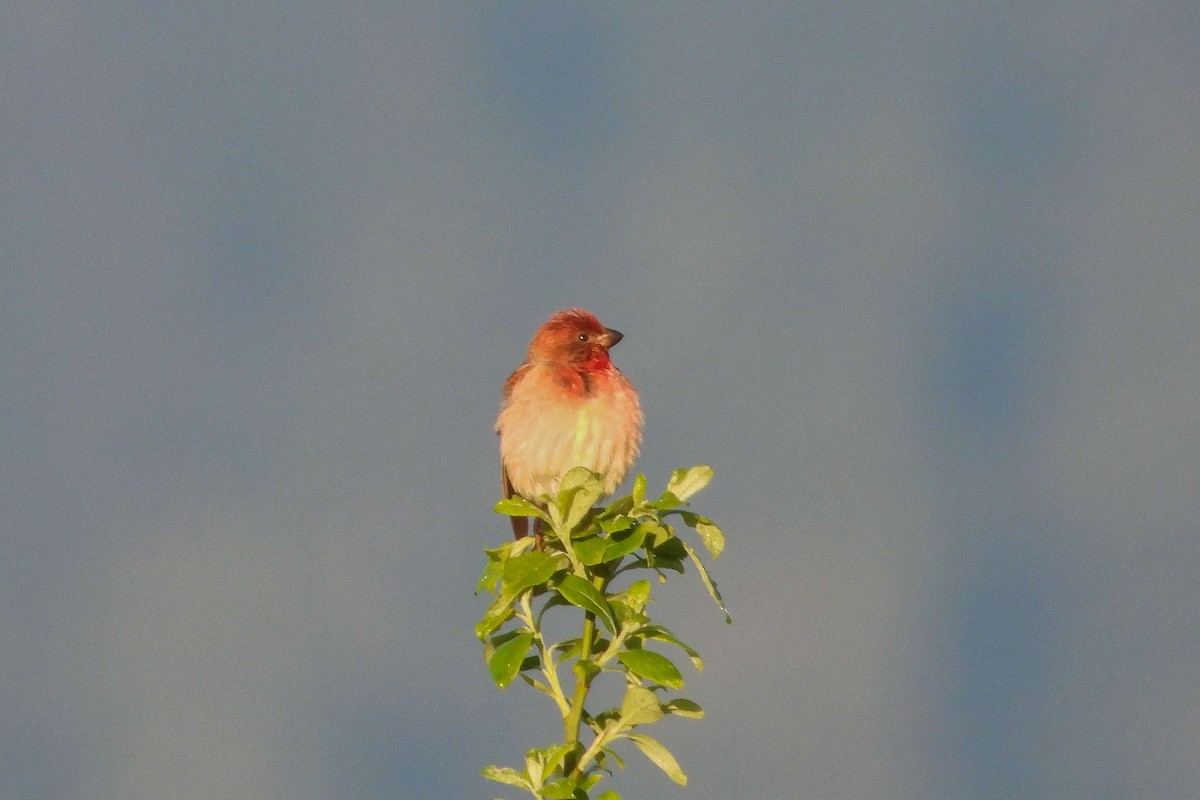 Common Rosefinch - Vladislav Železný