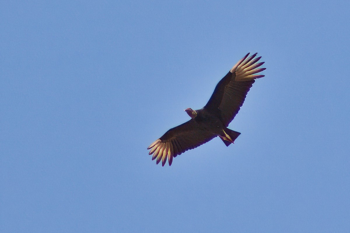 Black Vulture - Dirk Engelen