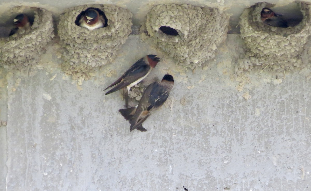 Cliff Swallow - ML619581813