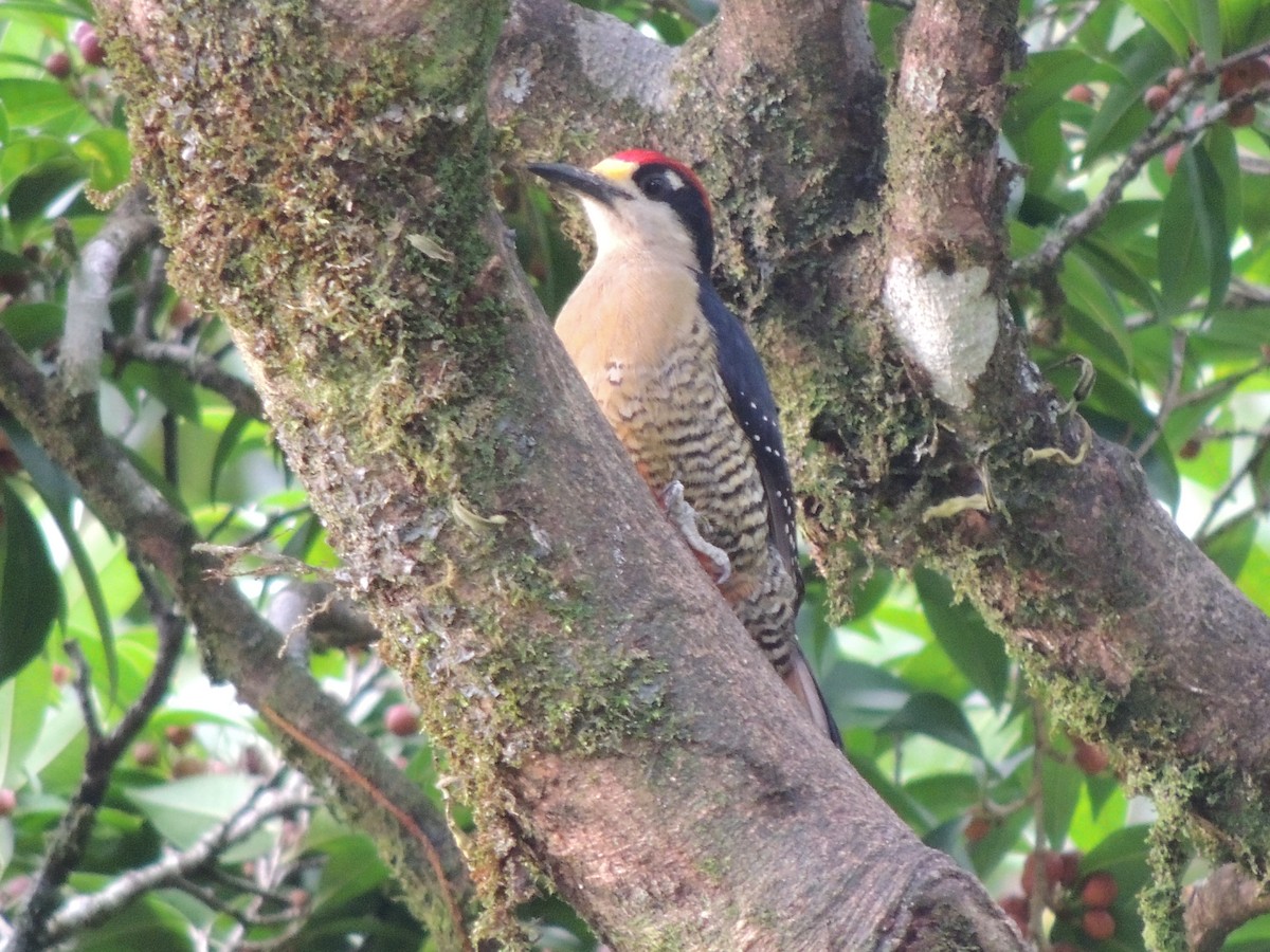 Black-cheeked Woodpecker - Roger Lambert