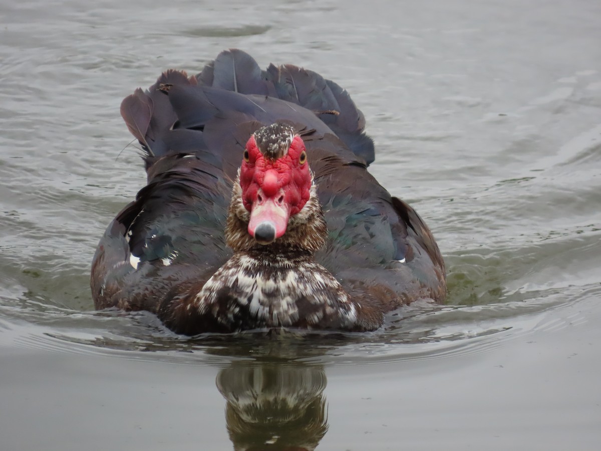 Muscovy Duck (Domestic type) - Tina Tan