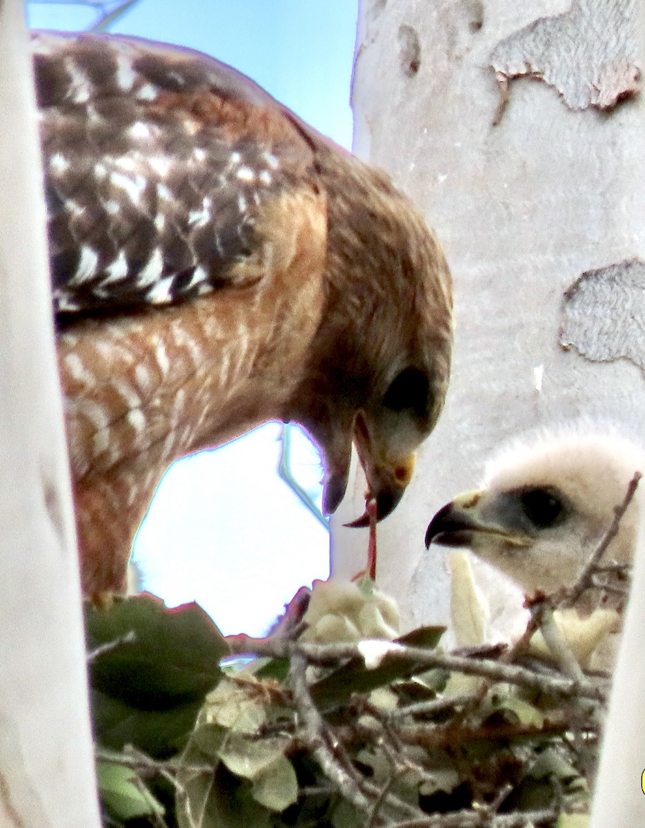 Red-shouldered Hawk - ML619581829