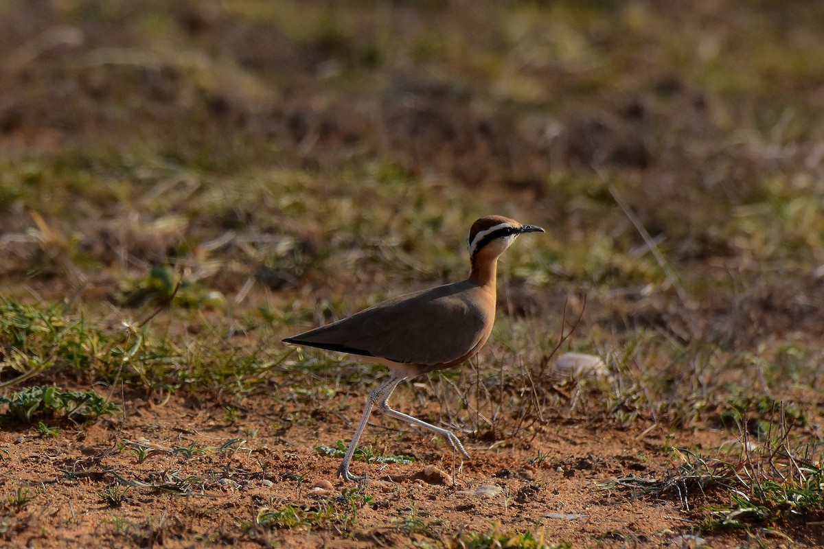 Indian Courser - ML619581833