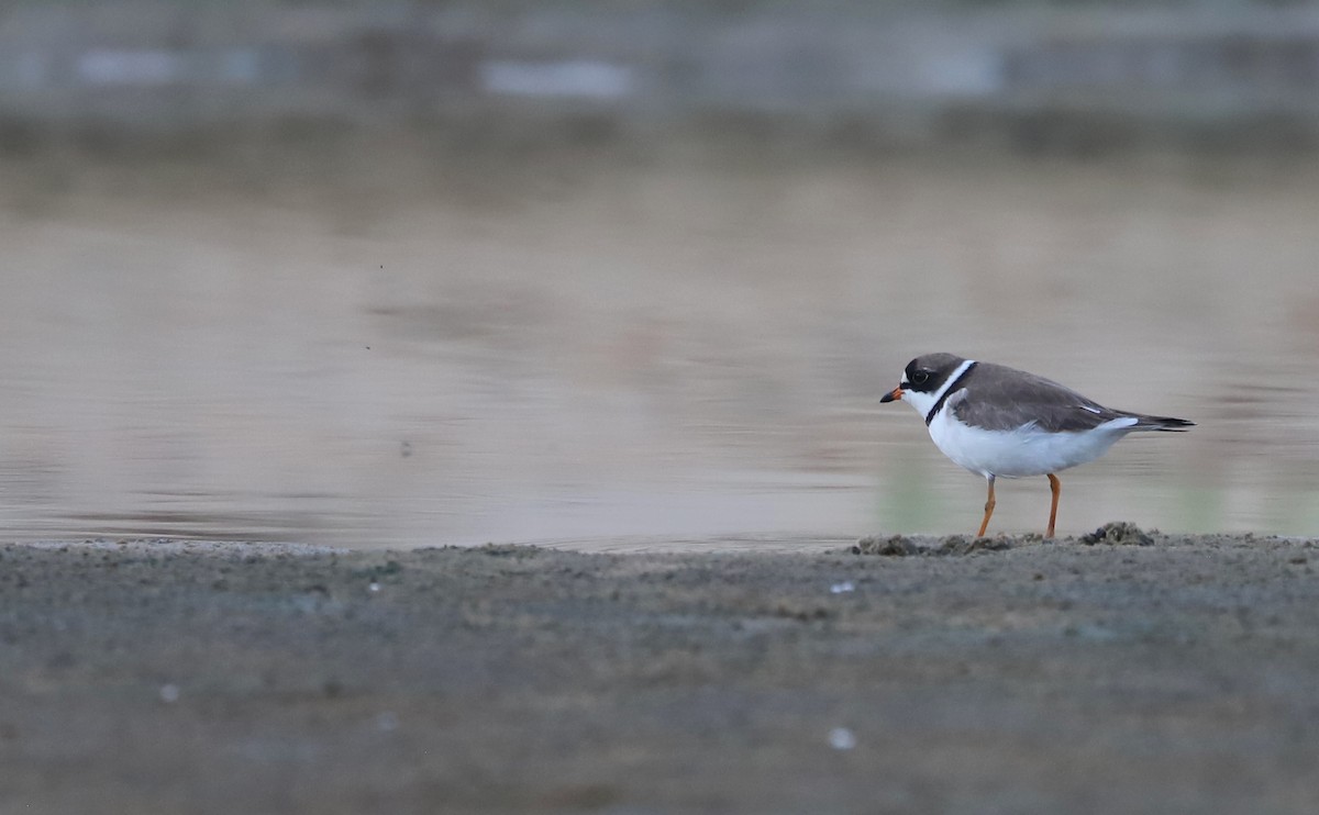 Semipalmated Plover - Rob Bielawski