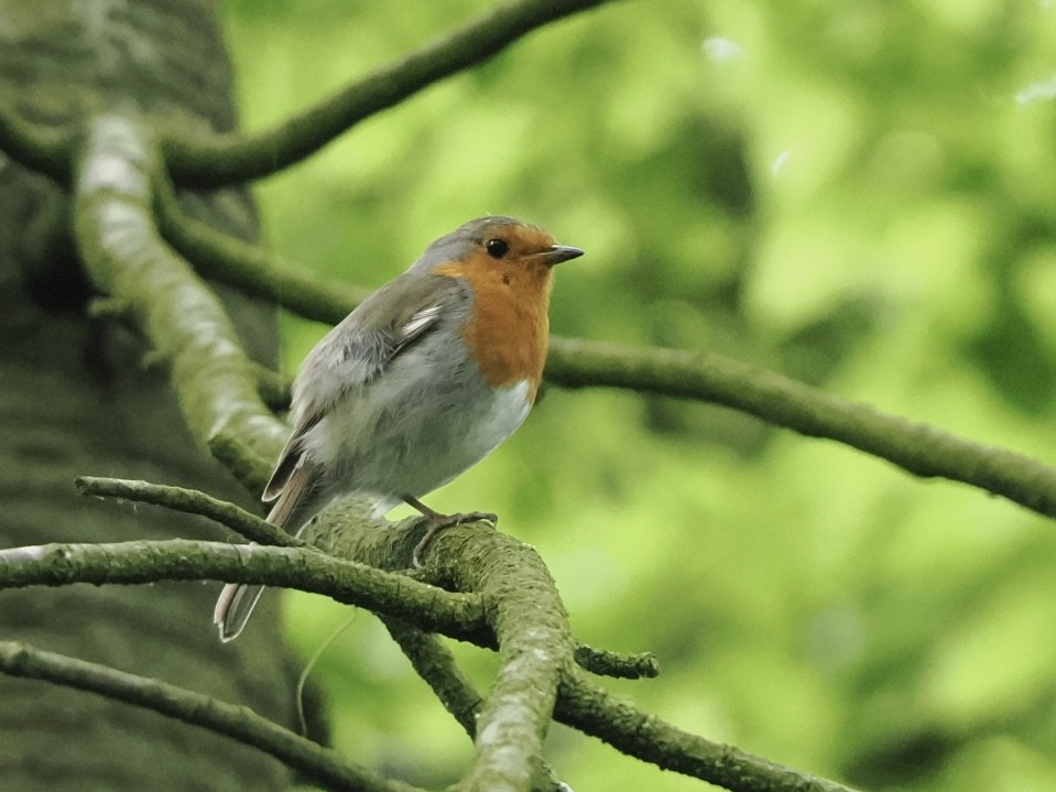 European Robin - James Tatlow