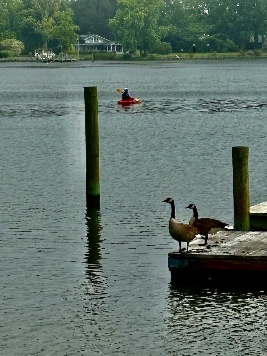 Canada Goose - Connee Chandler