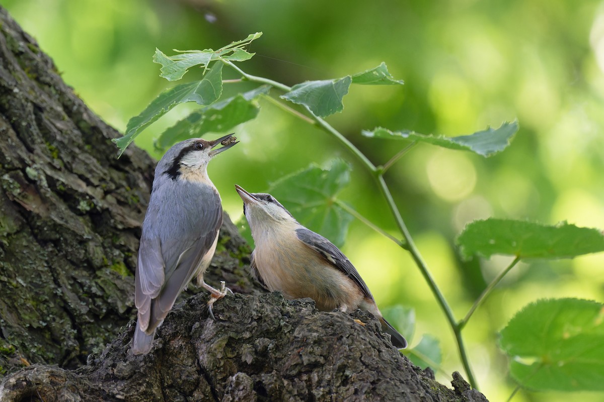 Eurasian Nuthatch - ML619581859