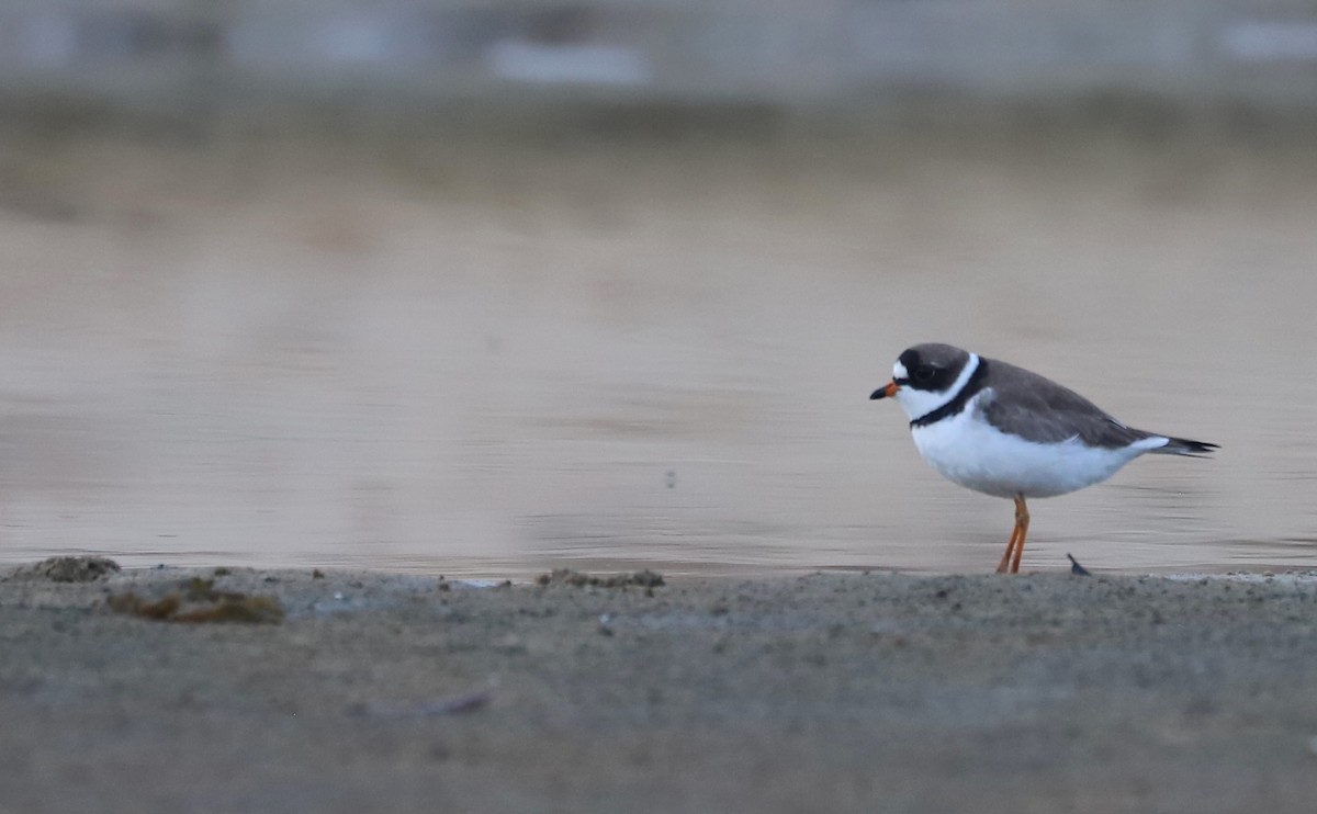 Semipalmated Plover - Rob Bielawski